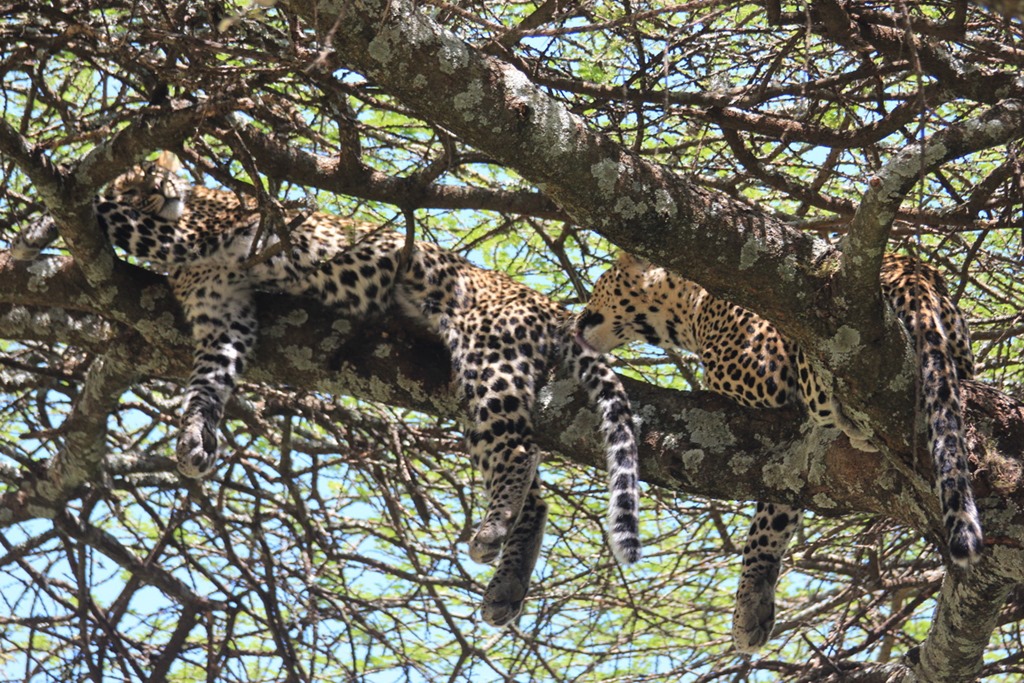 Ngorongoro Park Day 2 023