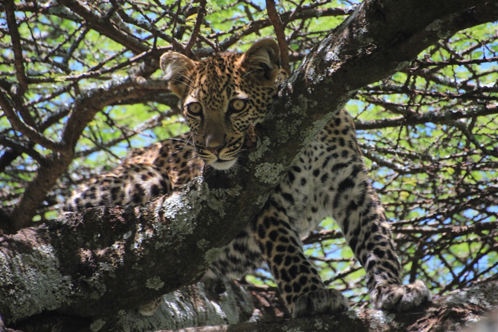 Ngorongoro Park Day 2 025