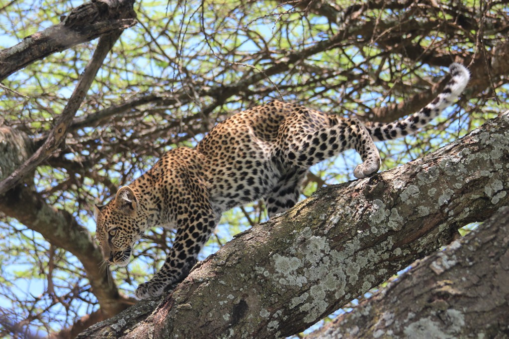 Ngorongoro Park Day 2 028