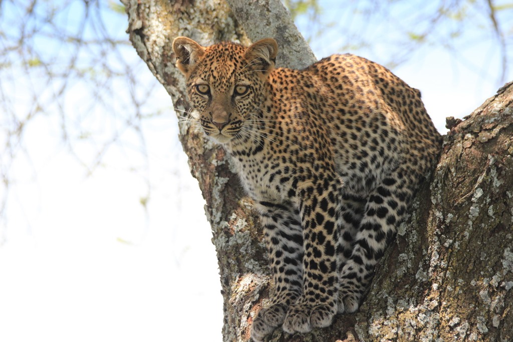 Ngorongoro Park Day 2 029
