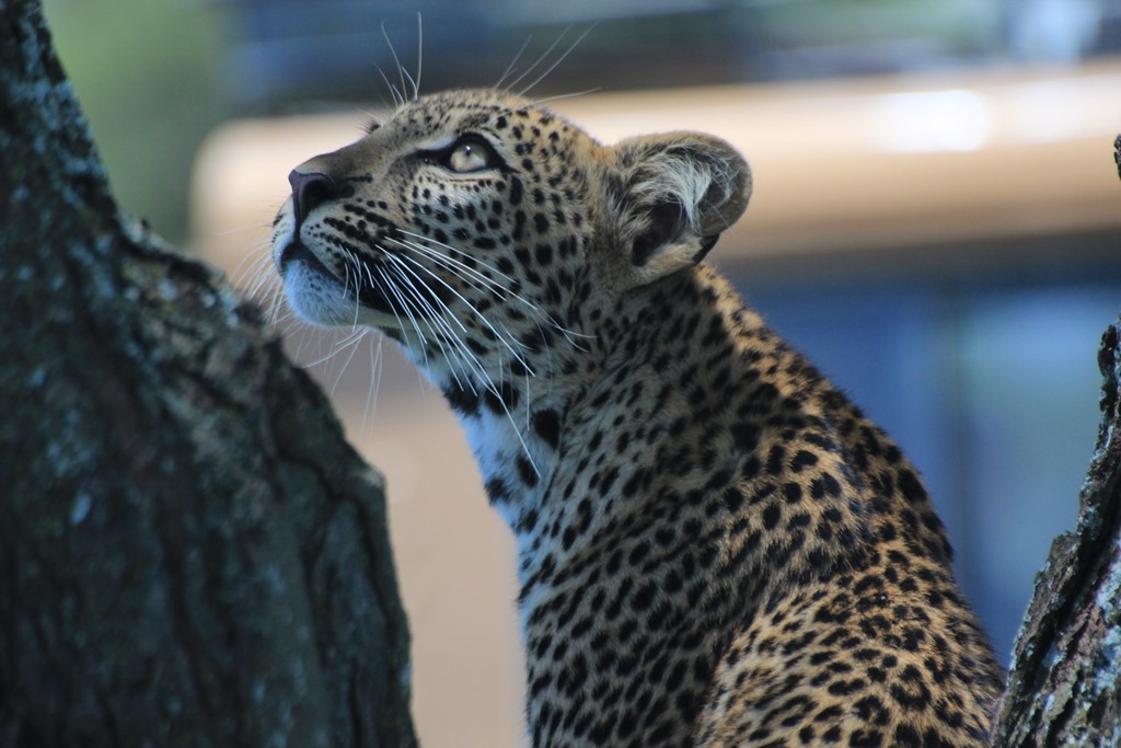 Ngorongoro Park Day 2 032