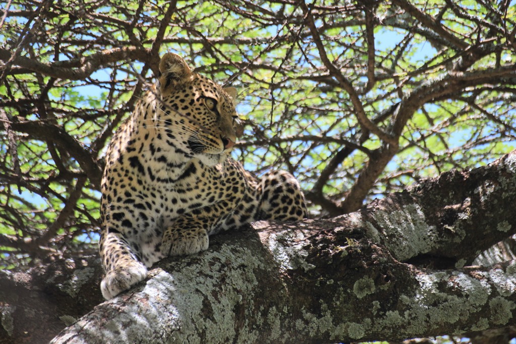 Ngorongoro Park Day 2 034