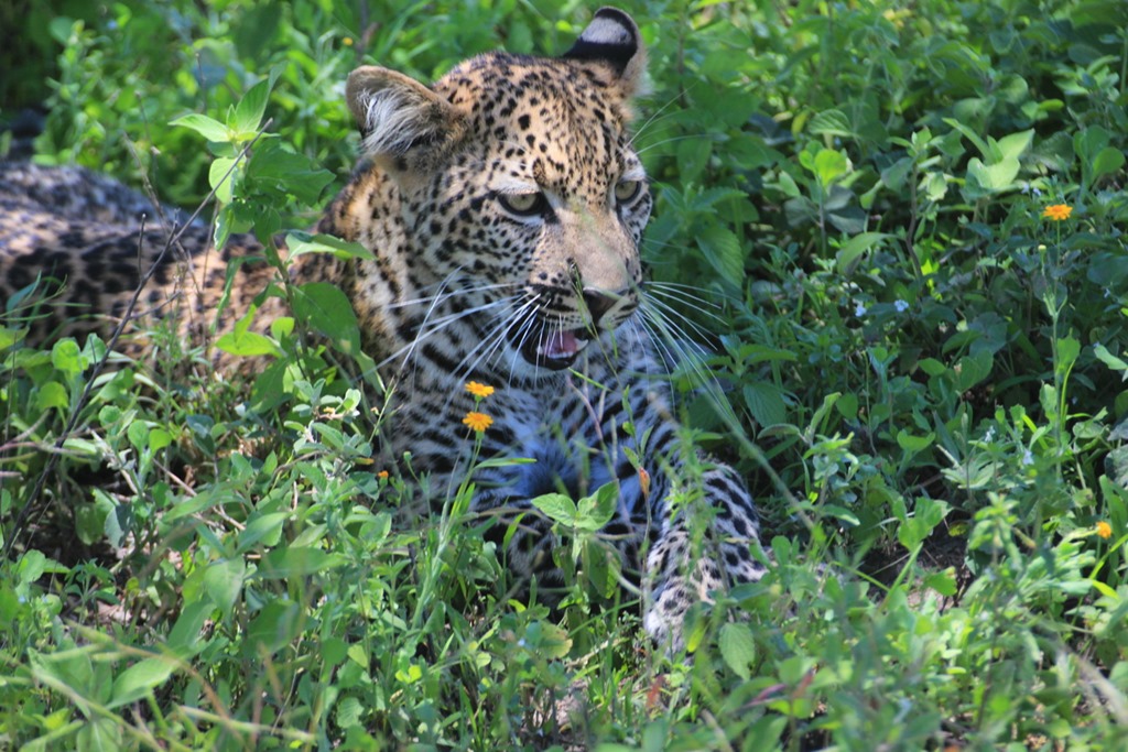 Ngorongoro Park Day 2 037