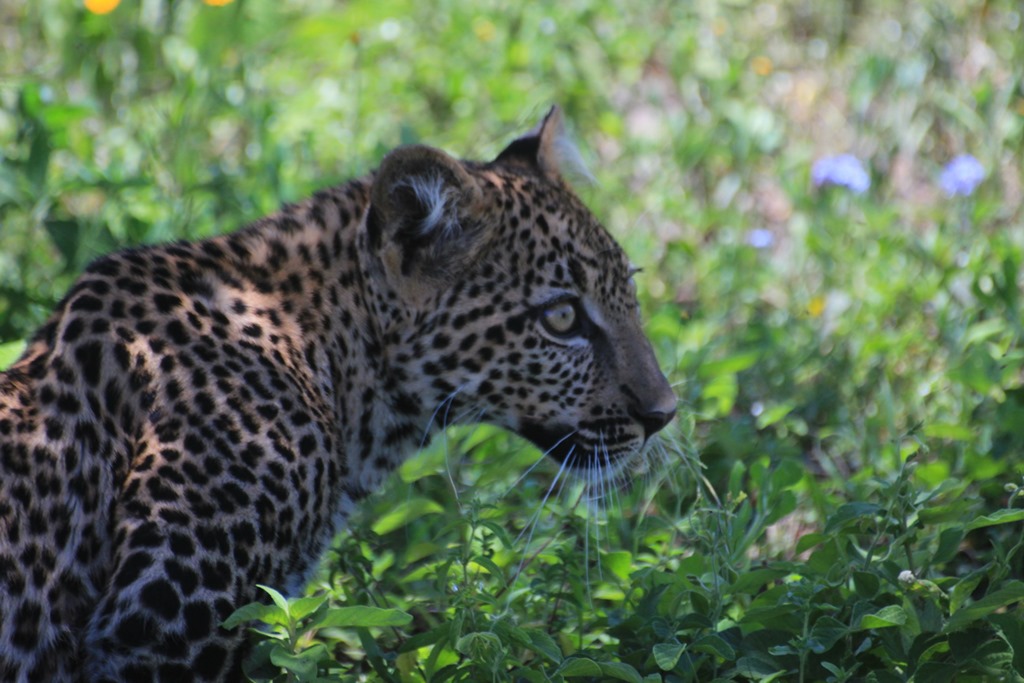 Ngorongoro Park Day 2 038
