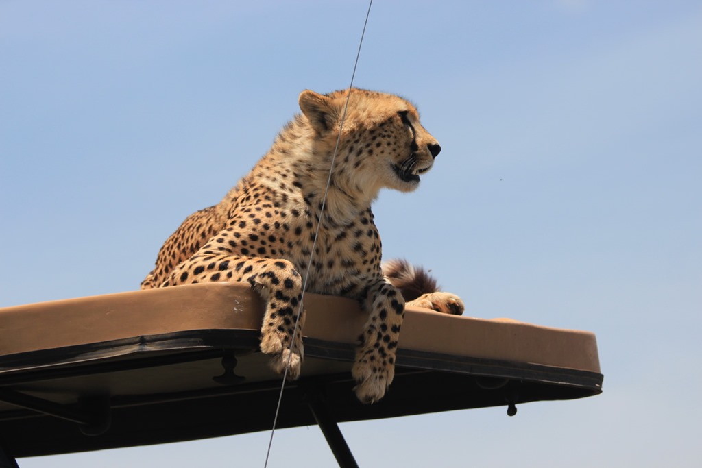 Ngorongoro Park Day 2 040