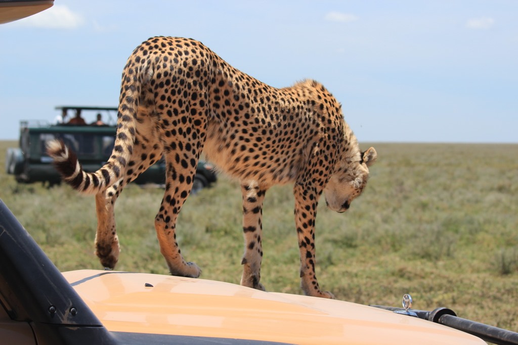 Ngorongoro Park Day 2 047