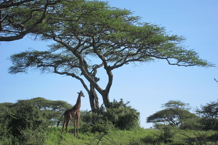 Ngorongoro Park Day 2 050