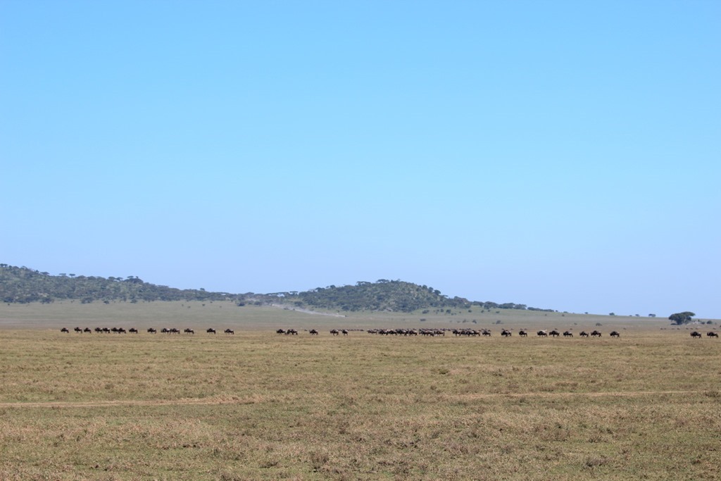 Serengeti 019