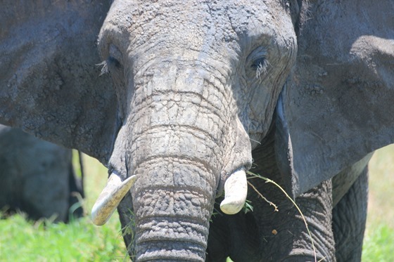 Biggie Tarangire 282