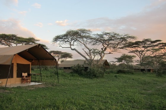 Ndutu Under Canvas Camp 004