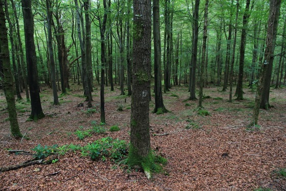 Tollymore and Castle Ward 06