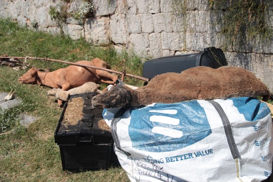 Biggie Dubrovnik 051