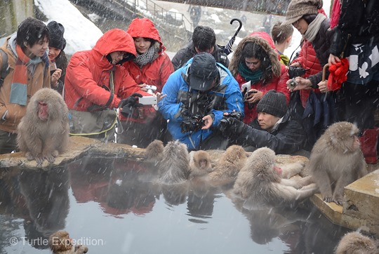 Snow-Monkeys-Japan-6-12
