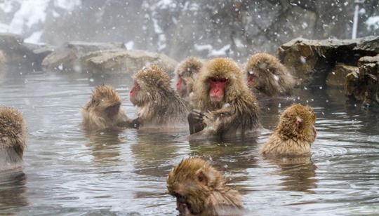 Snow Monkeys y'all!
